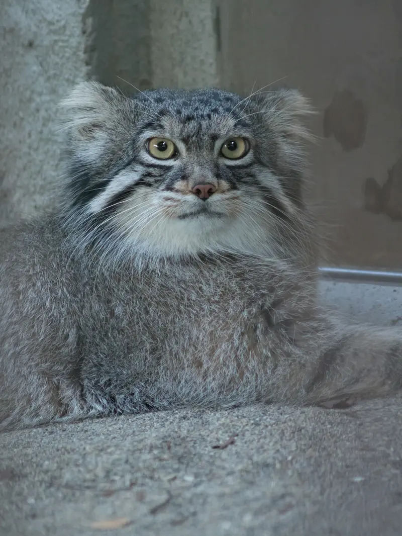 野毛山動物園のフィーガの写真