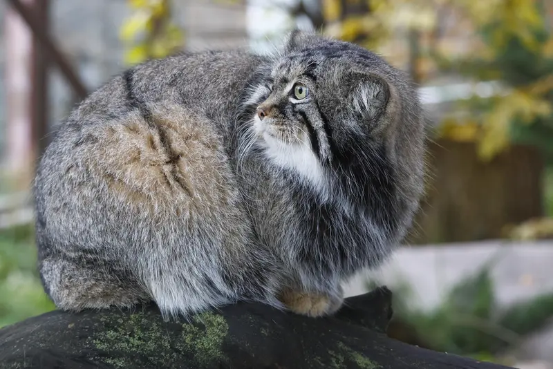 モスクワ動物園のティモフェイの写真