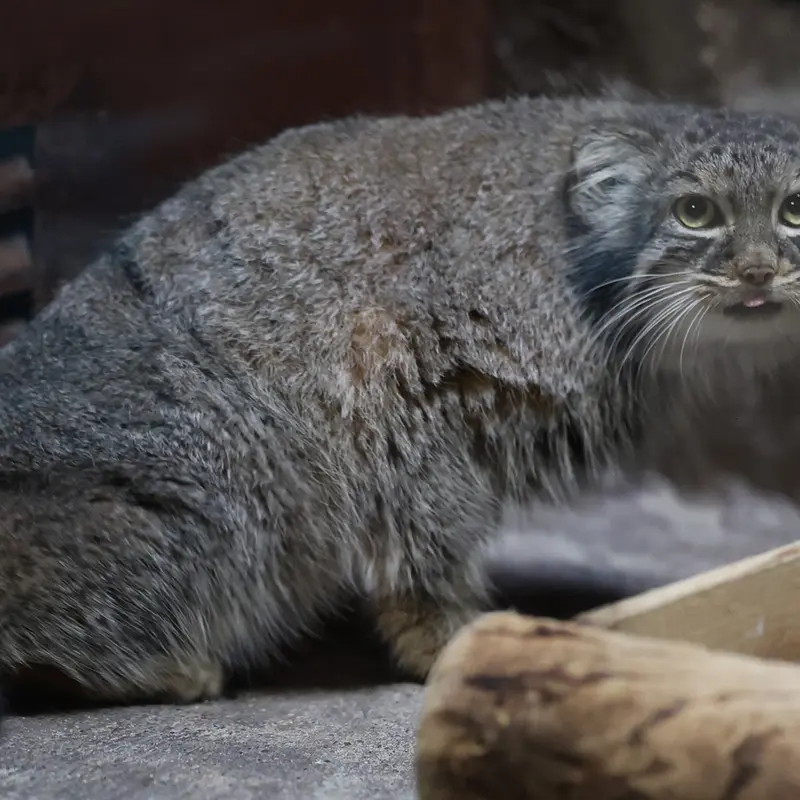 恩賜上野動物園のサフランの写真