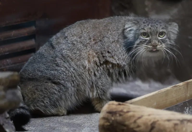 恩賜上野動物園のサフランの写真