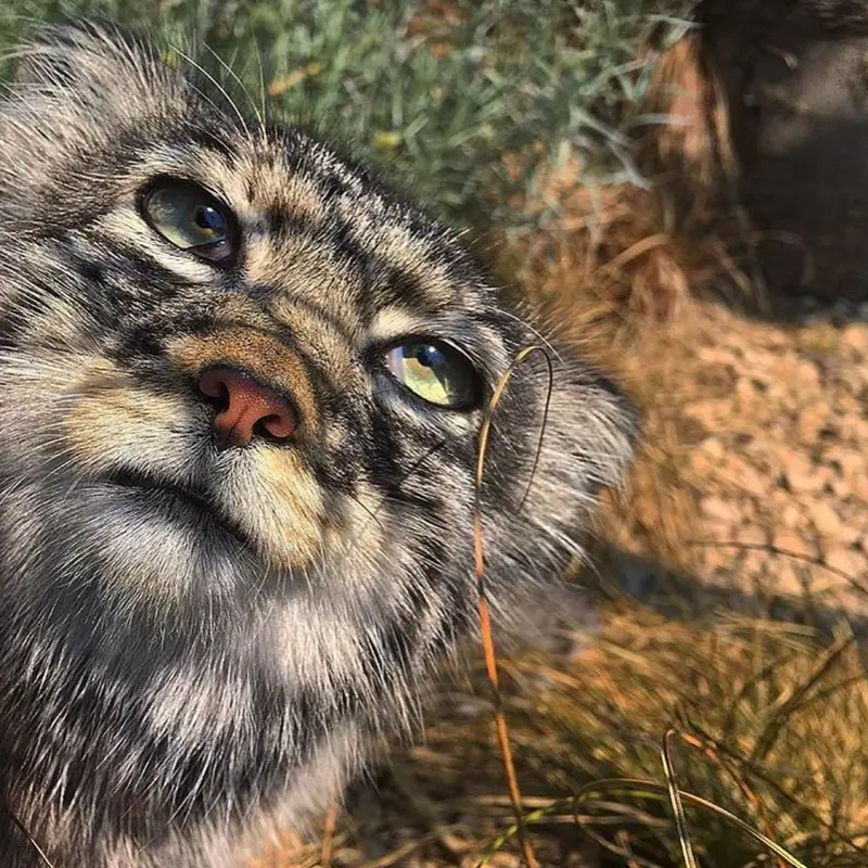 リール動物園のヴォラースの写真