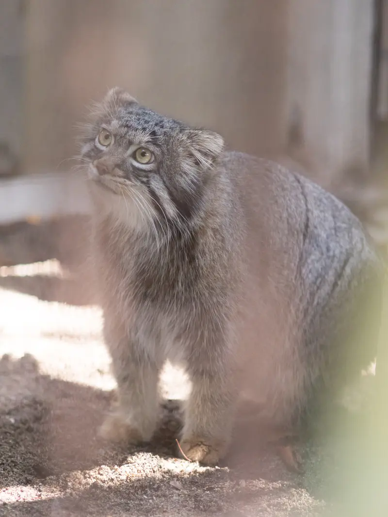 野毛山動物園のフィーガの写真