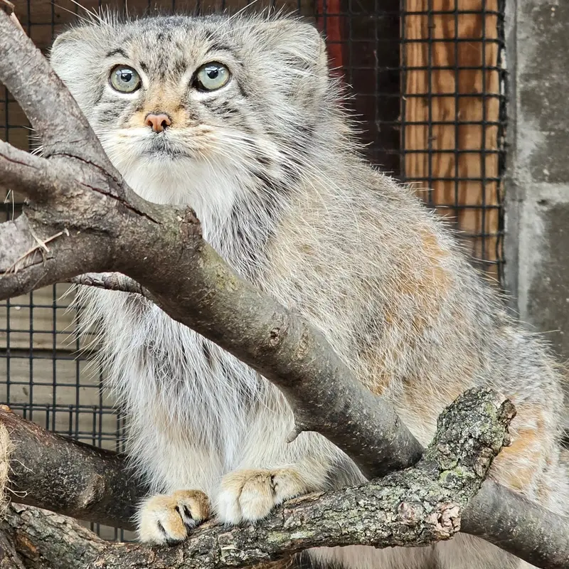 ミラー・パーク動物園のノゾミの写真