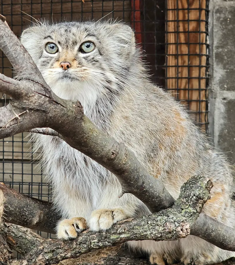 ミラー・パーク動物園のノゾミの写真