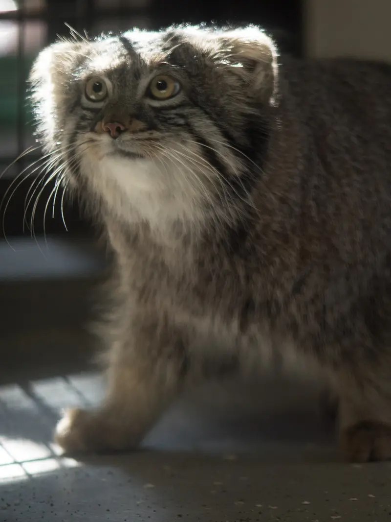 野毛山動物園のフィーガの写真