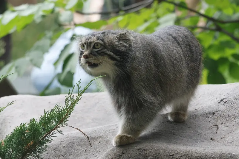 マヌルネコの写真