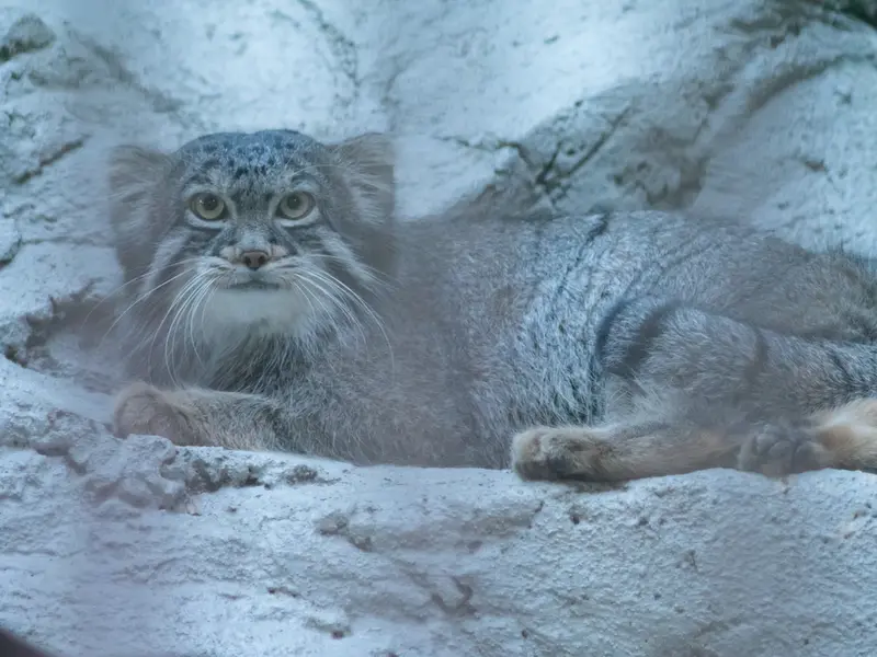 野毛山動物園のフィーガの写真