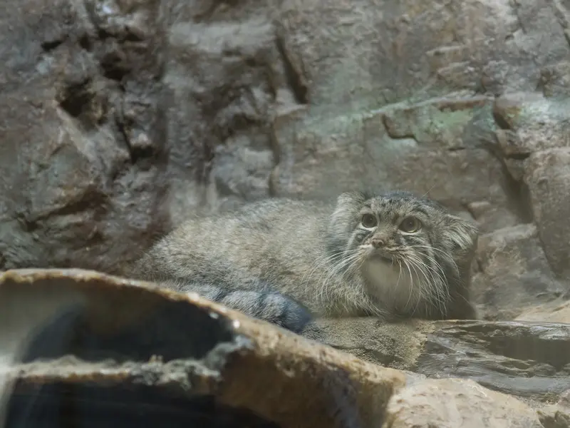 恩賜上野動物園のサフランの写真