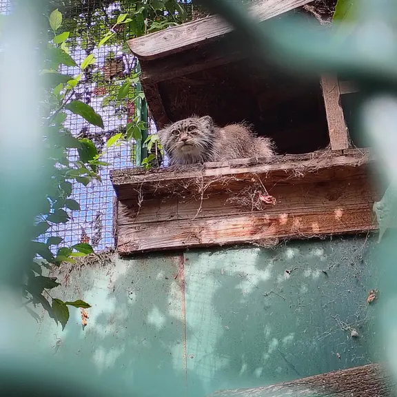 ブダペスト動物園・植物園のボフスの写真