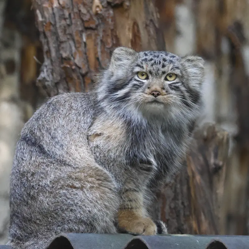 ノヴォシビルスク動物園のロロの息子 b.2026 Ⅱの写真