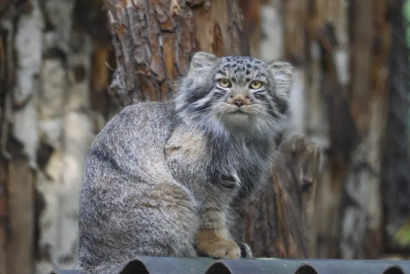ノヴォシビルスク動物園のロロの息子 b.2026 Ⅱの写真