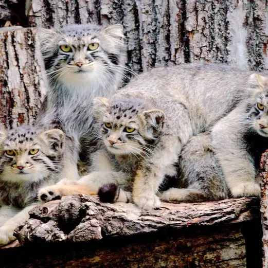 レッドリバー動物園のノゾミ、タイ・チーとハルトの写真