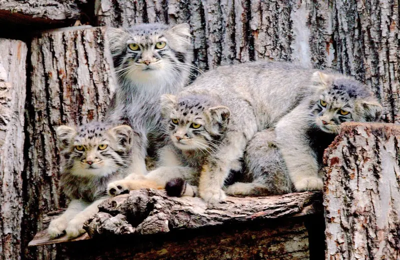 レッドリバー動物園のノゾミ、タイ・チーとハルトの写真