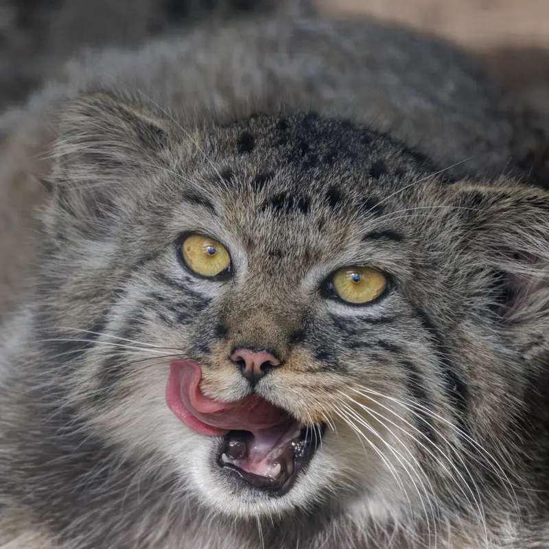 レニングラード動物園のマヌルネコの写真