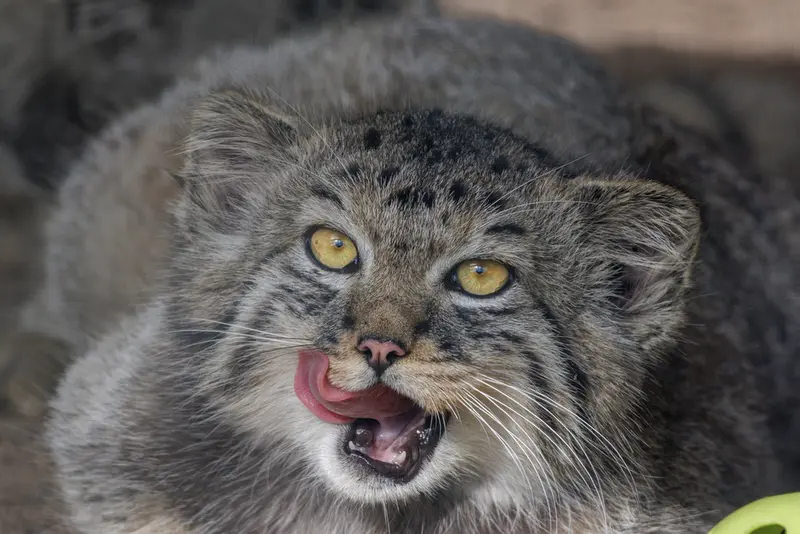 レニングラード動物園のマヌルネコの写真