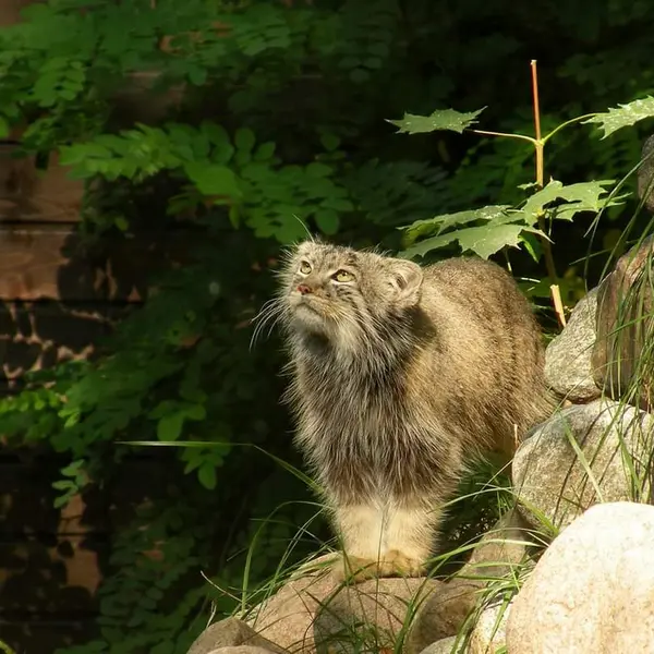 ポズナン新動物園のマニアの写真