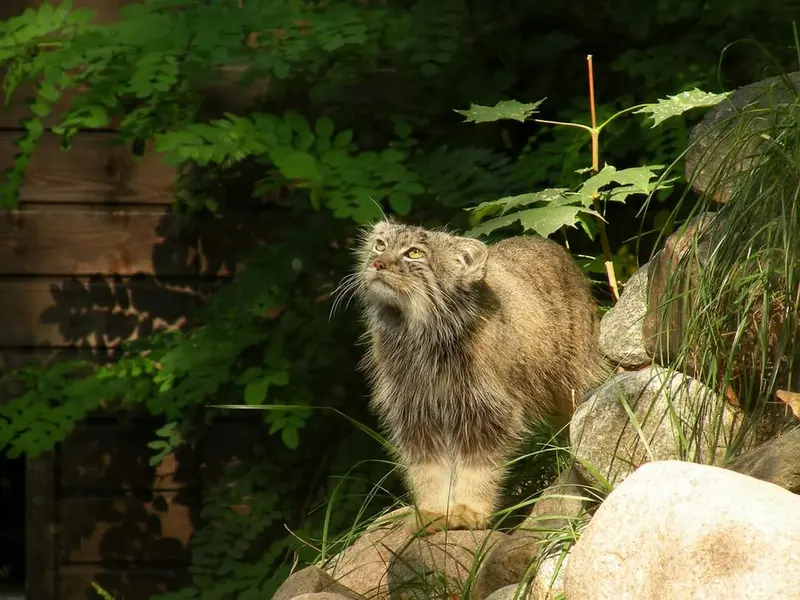 ポズナン新動物園のマニアの写真