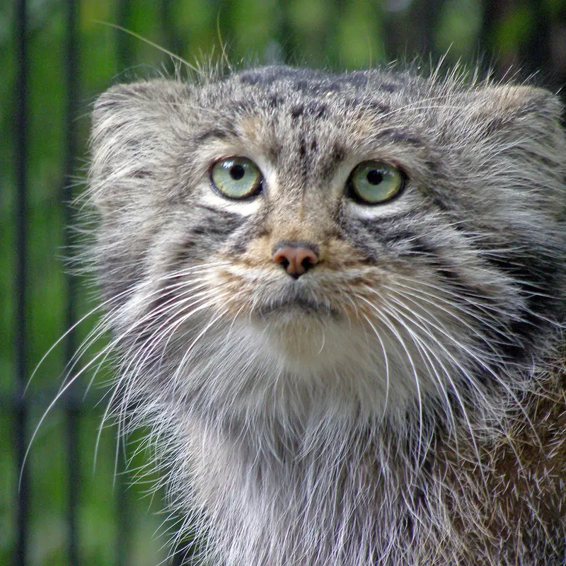 ノヴォシビルスク動物園のシェブの写真