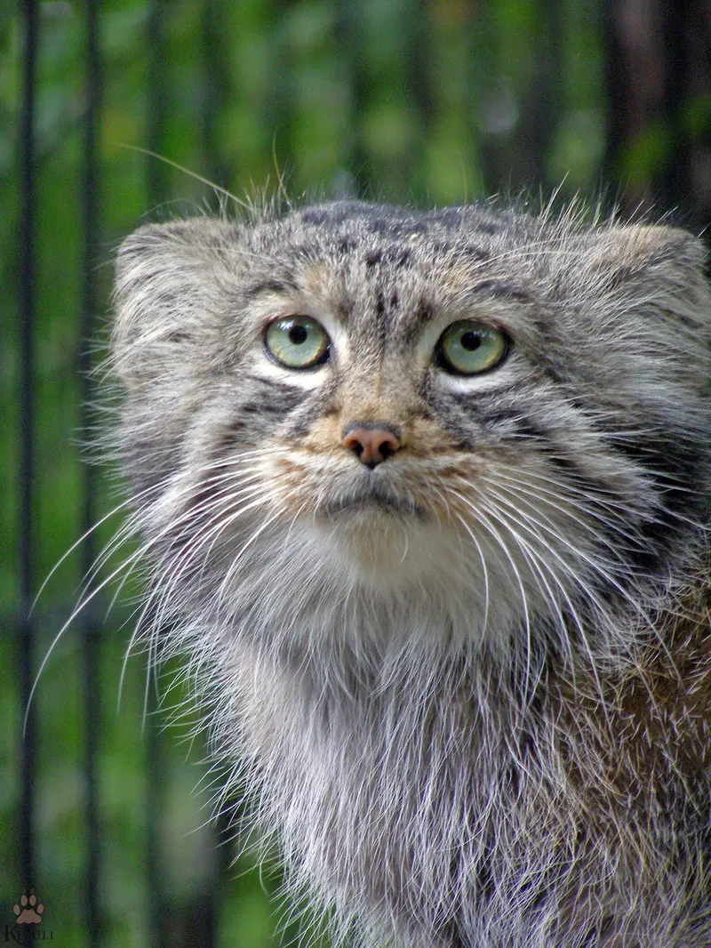 ノヴォシビルスク動物園のシェブの写真