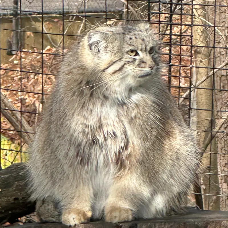 スミソニアン国立動物園のアカルの写真