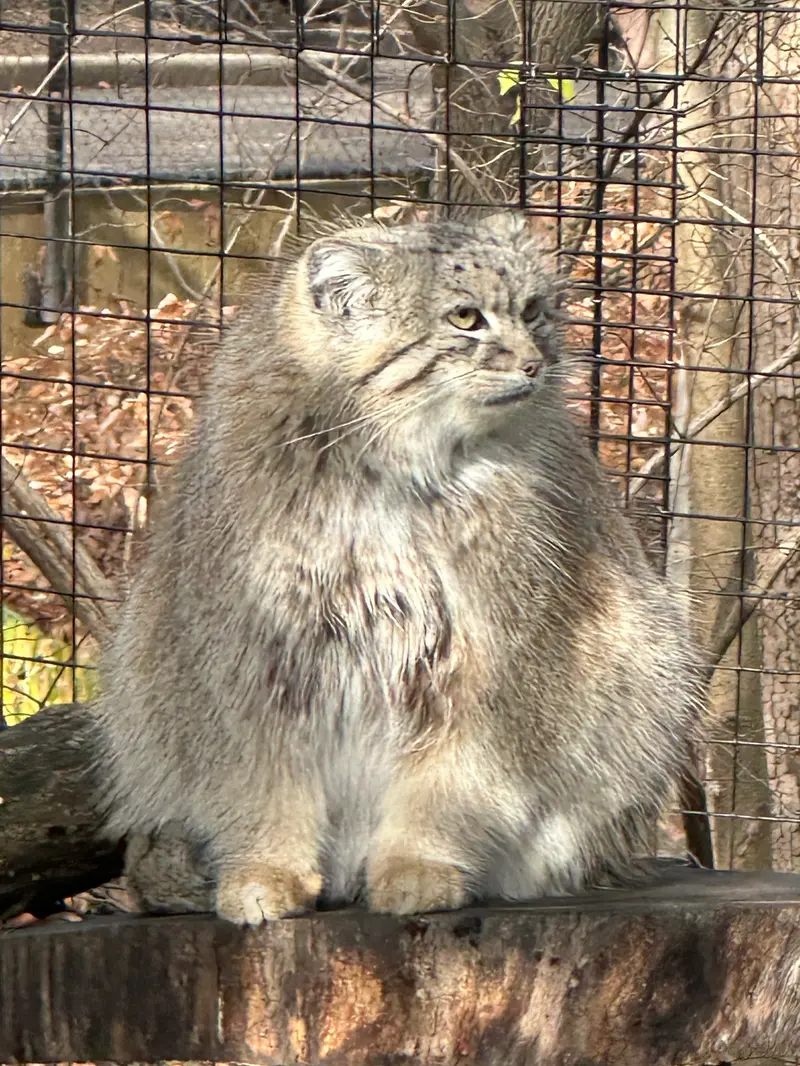 スミソニアン国立動物園のアカルの写真