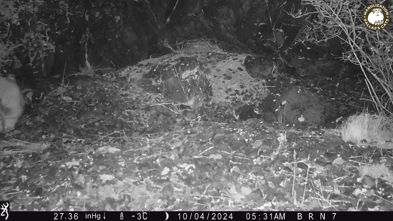エギズカラ［新］カメラトラップで撮影したOtocolobus manul manulの写真