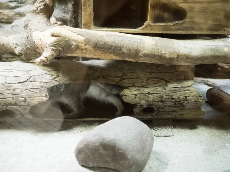 恩賜上野動物園のクリョンの写真