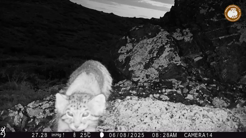 ジランディカメラトラップで撮影したOtocolobus manul manulの写真