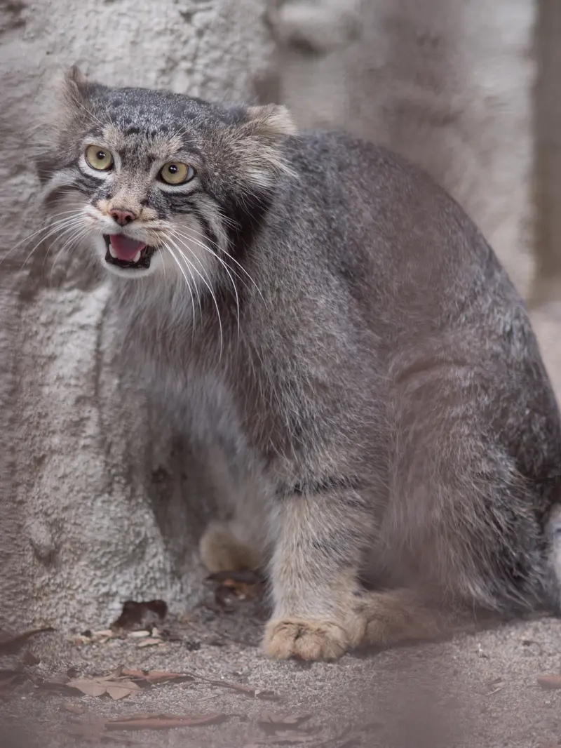 野毛山動物園のフィーガの写真