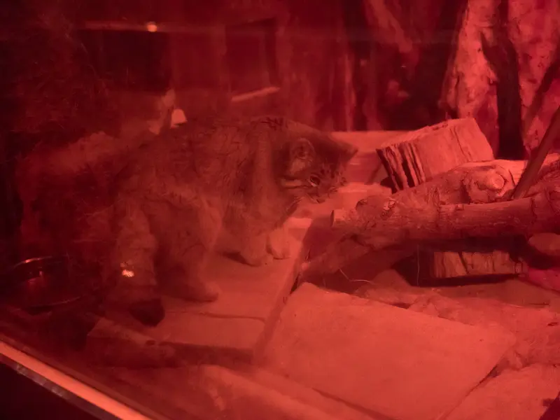 恩賜上野動物園のナイマの写真