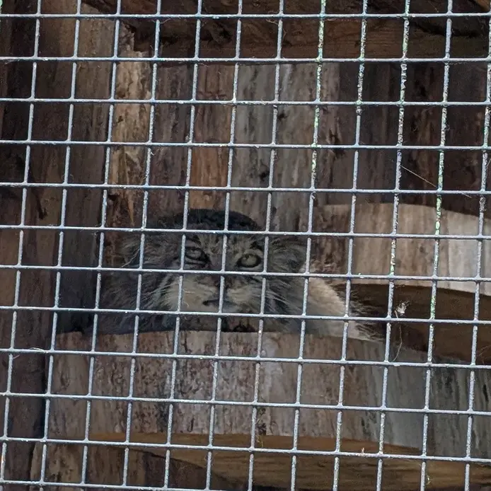 レニングラード動物園のナミカの写真