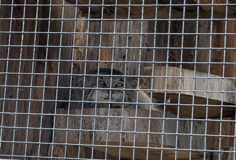 レニングラード動物園のナミカの写真