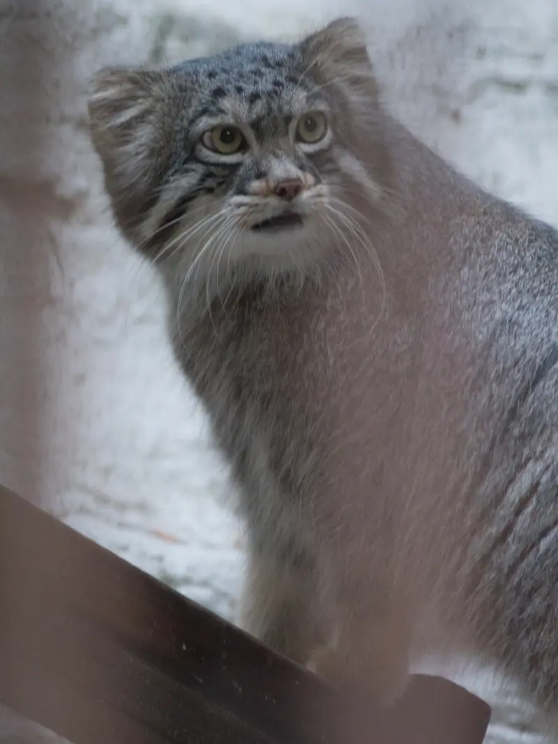 野毛山動物園のフィーガの写真