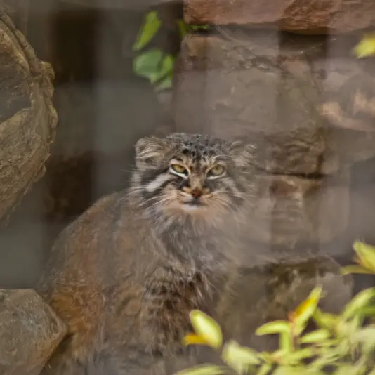 ザールブリュッケン動物園のカール・ハインツの写真