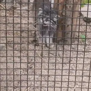 リール動物園のマヌルネコの写真