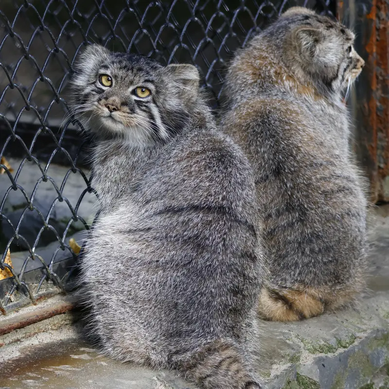 ノヴォシビルスク動物園のイヴの子（2026年生まれ）Ⅲとイヴの子（2026年生まれ）Ⅳの写真
