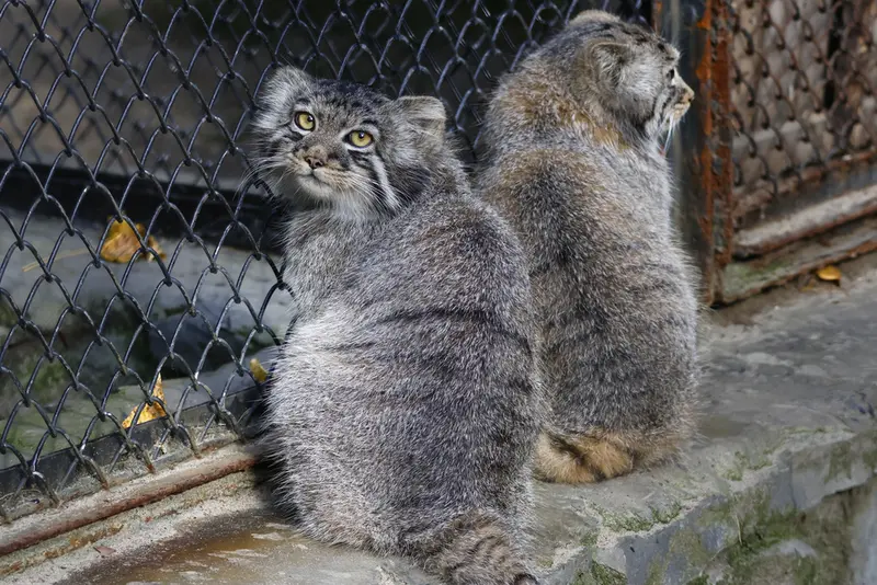 ノヴォシビルスク動物園のマヌルネコの写真