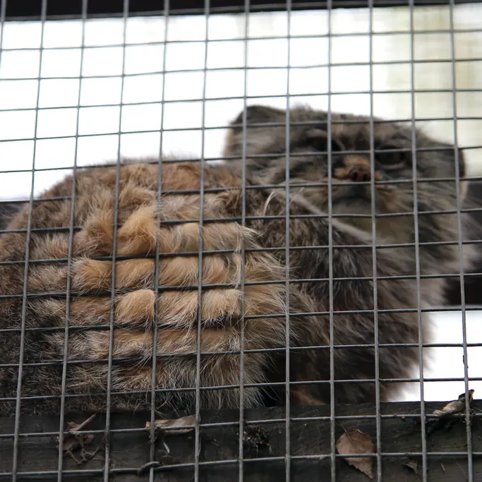 コシツェ動物園のアイセンの写真