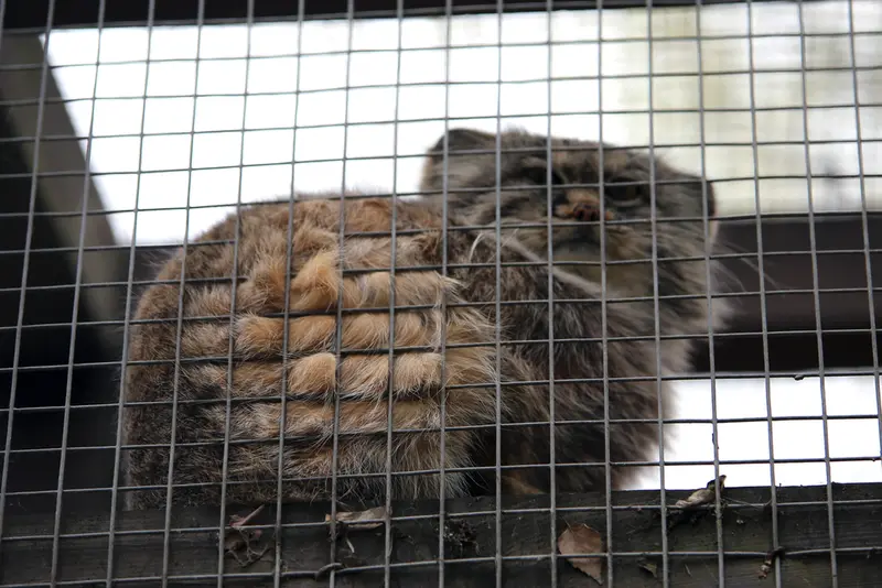 コシツェ動物園のアイセンの写真