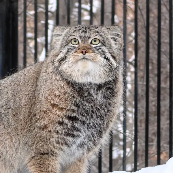 ノヴォシビルスク動物園のシルヴェスターの写真
