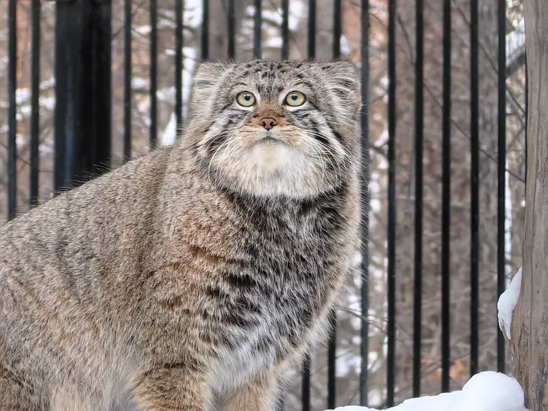 ノヴォシビルスク動物園のシルヴェスターの写真