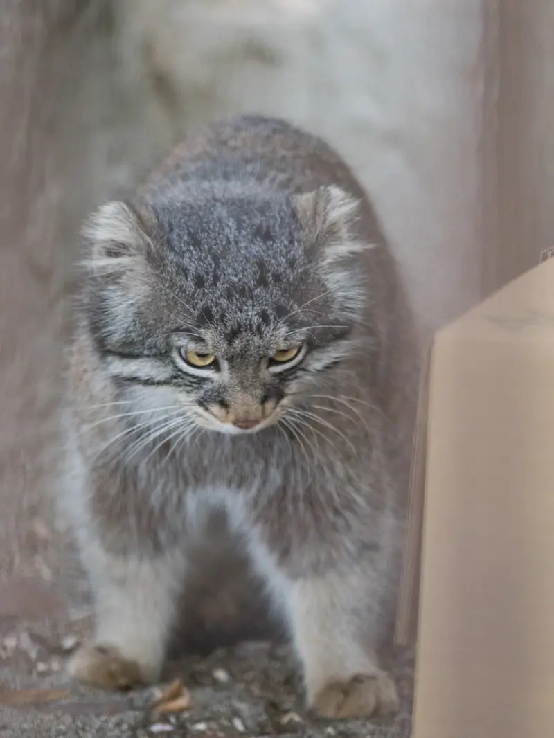 野毛山動物園のフィーガの写真