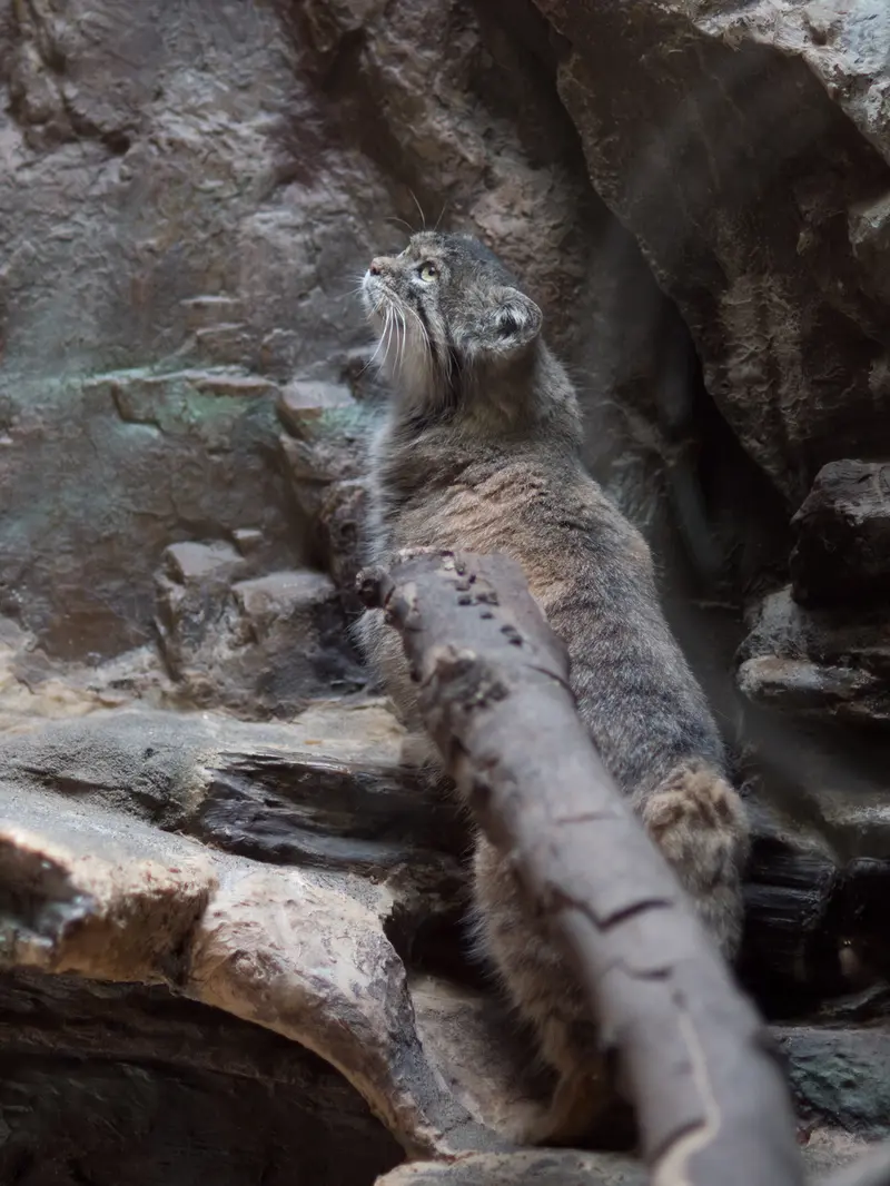恩賜上野動物園のプリームラの写真