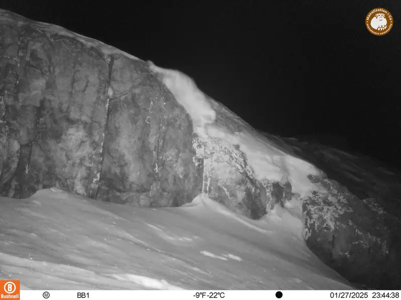 アクタス＝クンコラ［新］カメラトラップで撮影したOtocolobus manul manulの写真
