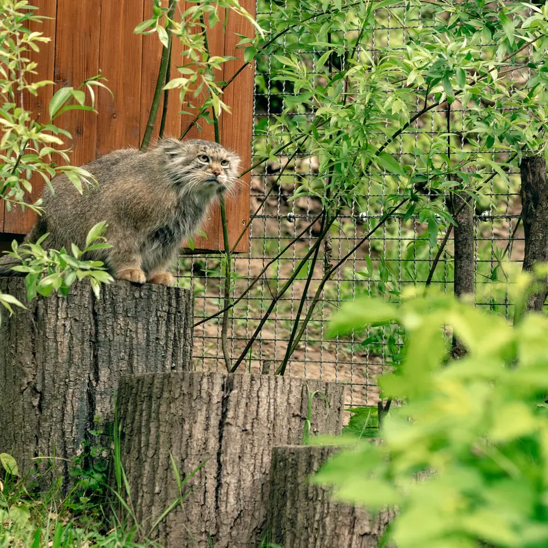 リトアニア動物園のメリッサの写真