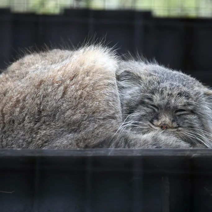 コシツェ動物園のアイセンの写真