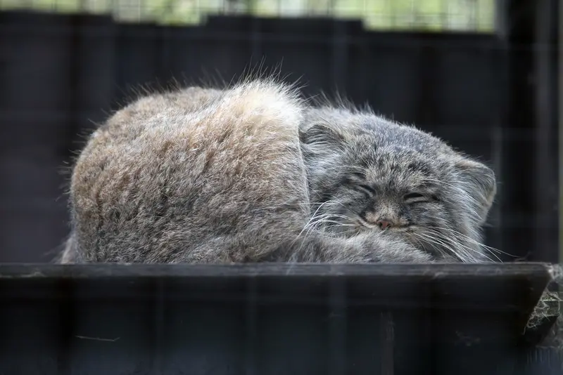 コシツェ動物園のアイセンの写真
