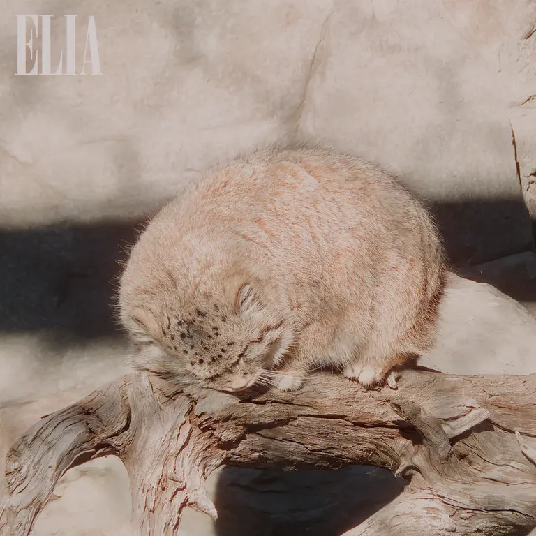 カルガリー動物園 / ワイルダー研究所のオラフの写真