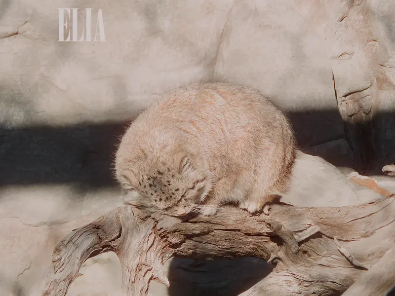 カルガリー動物園 / ワイルダー研究所のオラフの写真