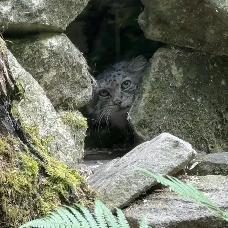 オペル動物園のマヌルネコの写真